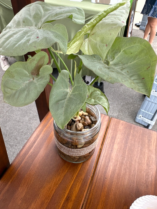 Plant Jar