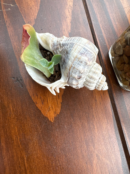 Succulents in Shell