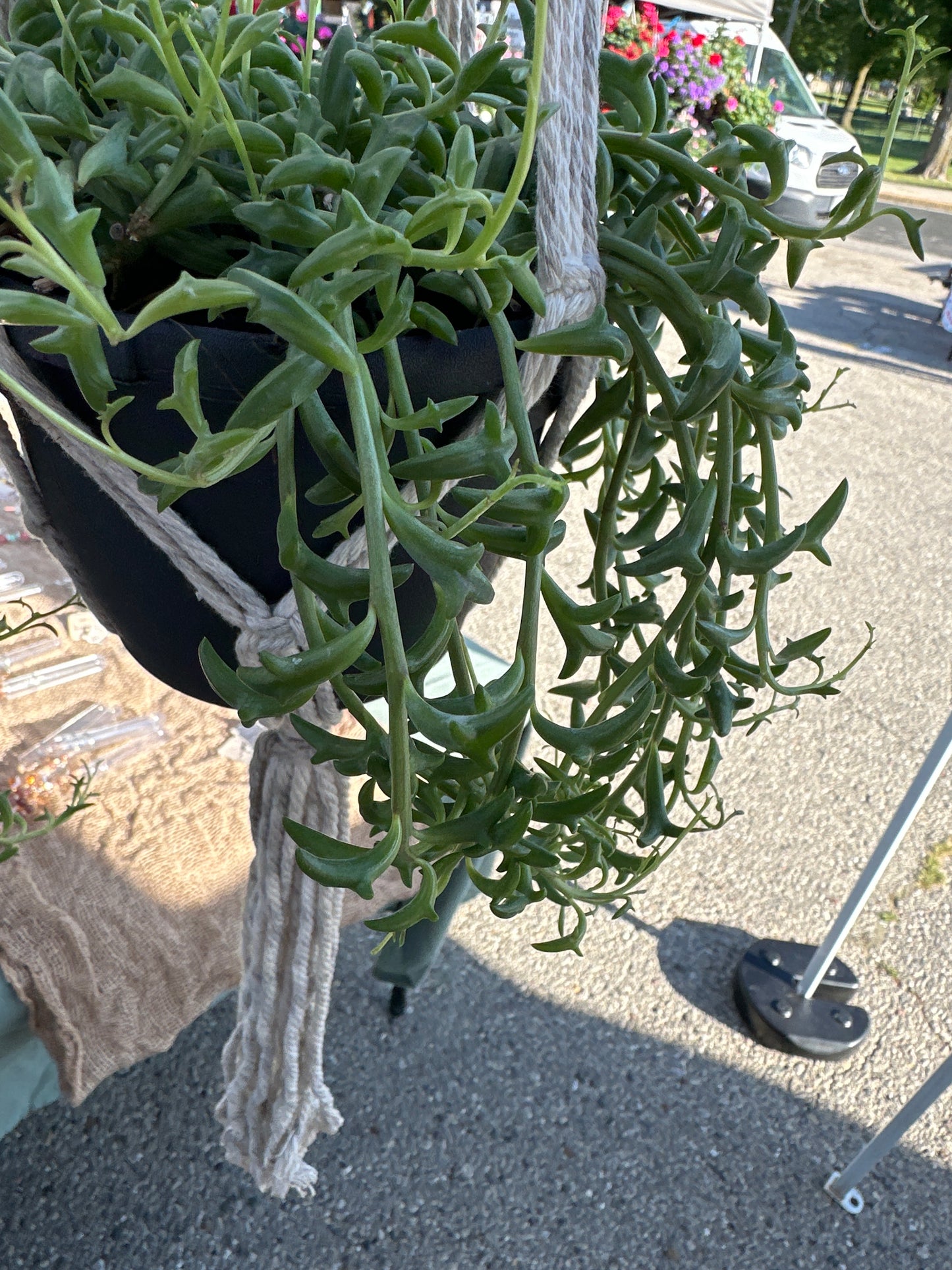 String of Dolphin