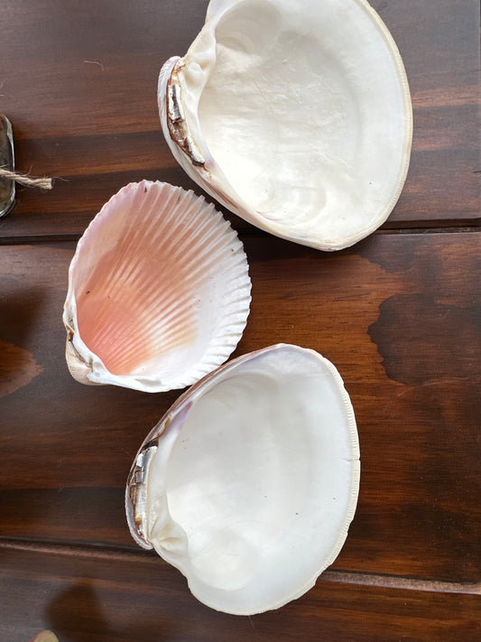 Shell Dishes