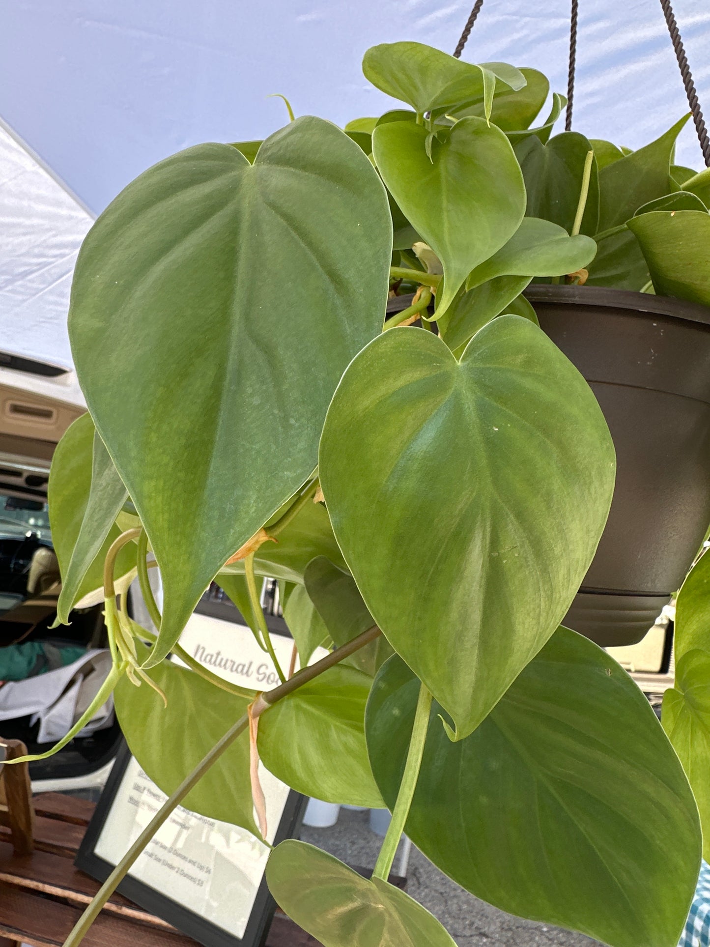 Heartleaf philodendron